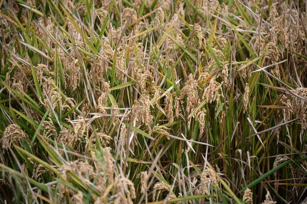 Αγροτεμάχιο Ρυζιού Στην Ισπανία Επαρχία Βαλένθια Ισπανία — Φωτογραφία Αρχείου