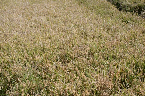 Campo Arroz Espanha Província Valência Espanha — Fotografia de Stock