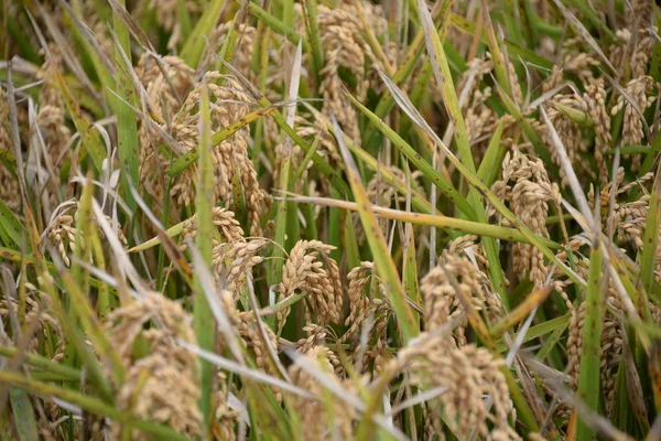 Rice Field Spain Province Valencia Spain — Stock Photo, Image