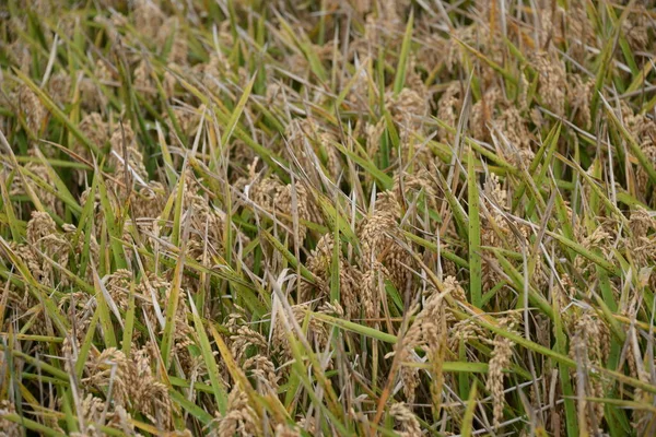 Rýžové Pole Španělsku Provincie Valencie Španělsko — Stock fotografie