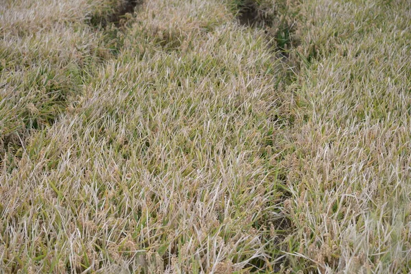 Campo Arroz España Provincia Valencia España — Foto de Stock