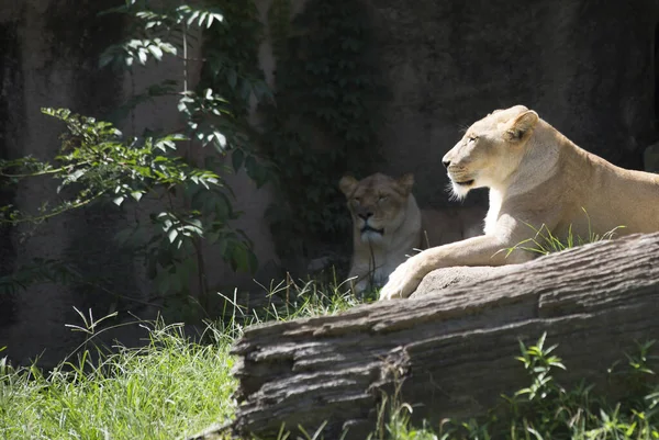 Dişi Aslanlar Panthera Leo Dinleniyor — Stok fotoğraf