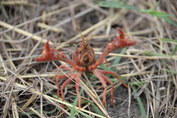 Een Krab Langs Weg Provincie Valencia Spanje — Stockfoto