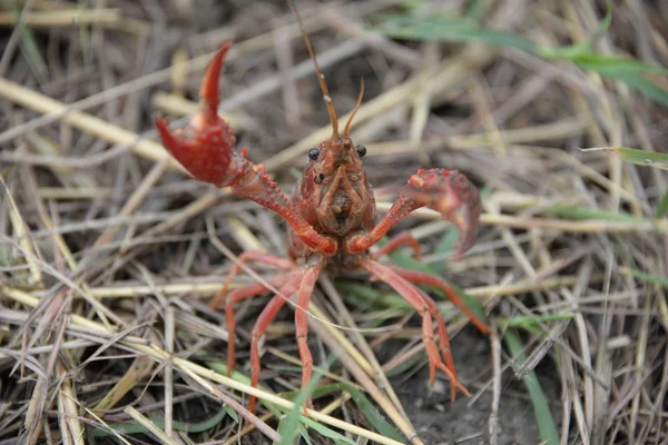 Crab Wayside Valencia Province Spain — Stock Photo, Image