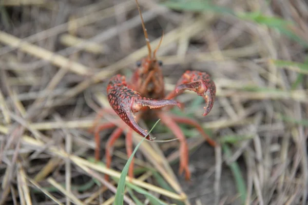 Eine Krabbe Wegesrand Provinz Valencia Spanien — Stockfoto