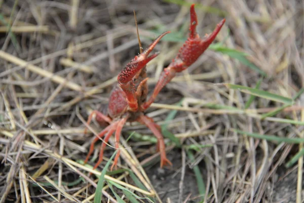 Crab Wayside Valencia Province Spain — Stock Photo, Image