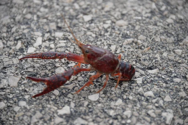 Krab Przy Drodze Prowincja Walencja Hiszpania — Zdjęcie stockowe