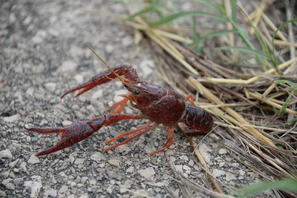 Een Krab Langs Weg Provincie Valencia Spanje — Stockfoto