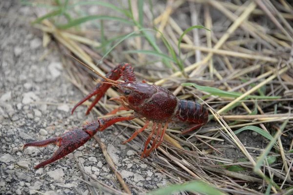 Crab Wayside Valencia Province Spain — Stock Photo, Image