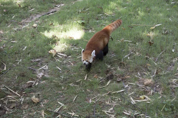 Red Panda Ailurus Fulgens Red Bear Cat Walking Grassy Pasture — Stock Photo, Image