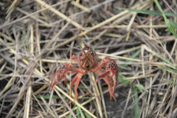 Eine Krabbe Wegesrand Provinz Valencia Spanien — Stockfoto