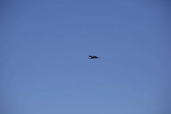 空を横切って飛行中の両翼の鵜 — ストック写真