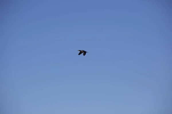 空を横切って飛行中の両翼の鵜 — ストック写真