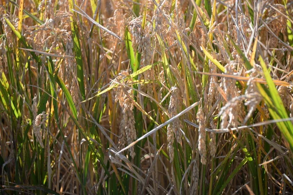 Rice Field Spain Province Valencia Spain — Stock Photo, Image