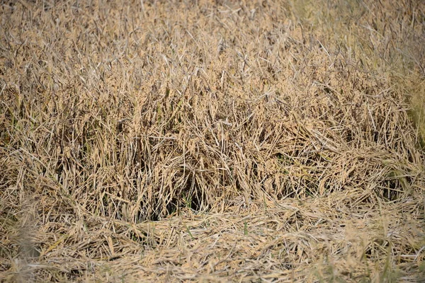 Campo Arroz España Provincia Valencia España — Foto de Stock