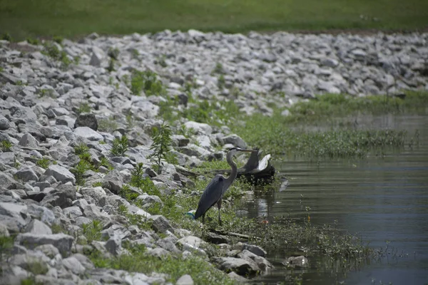 Большая Голубая Цапля Ardea Herodias Пруда — стоковое фото