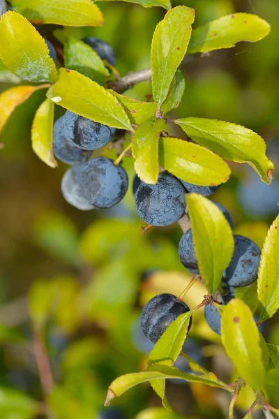 Зрелые Плоды Ветвях Черной Смородины Prunus Spinfeld Швеции Осенью — стоковое фото