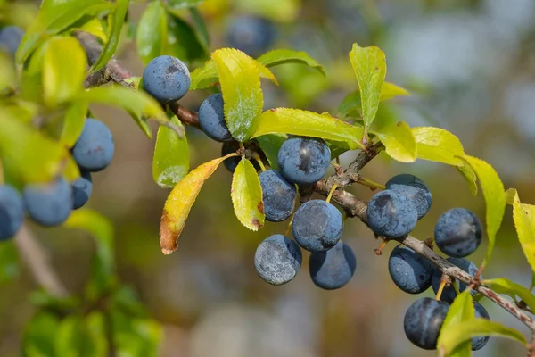 Зрелые Плоды Ветвях Черной Смородины Prunus Spinfeld Швеции Осенью — стоковое фото