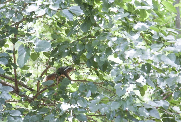 Bir Ağaç Dalında Saklanan Sincap — Stok fotoğraf