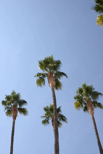 Palmbladeren Achtergrond Kopieer Ruimte — Stockfoto