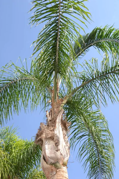 Palm Leaves Background Copy Space — Stock Photo, Image