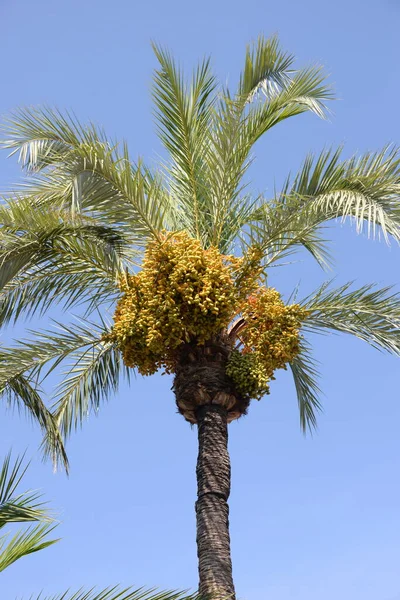 Ημερομηνίες Στην Παλάμη Της Ημερομηνίας Costa Blanca Ισπανία — Φωτογραφία Αρχείου