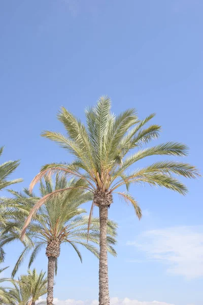 Hojas Palmera Flora Verde — Foto de Stock