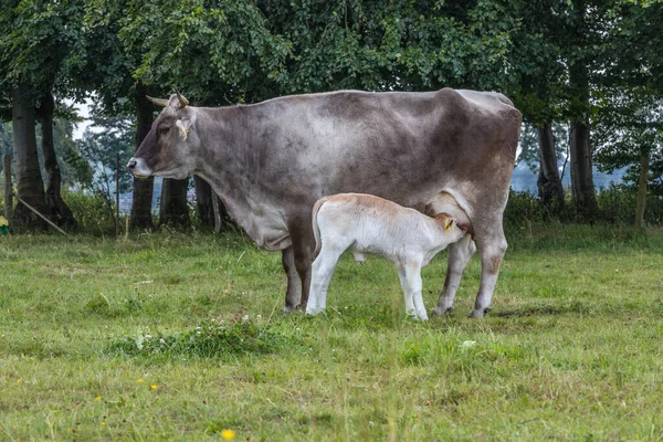 Cow Calf Meadow Eifel — Stock Photo, Image