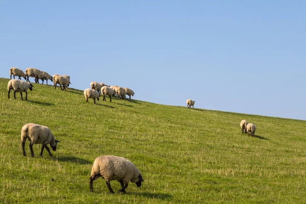 Flock Sheep Dike North Sea — Stock Photo, Image