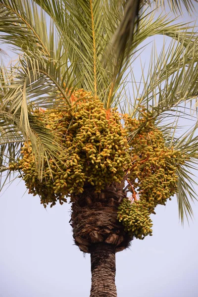 Daty Palmie Costa Blanca Hiszpania — Zdjęcie stockowe