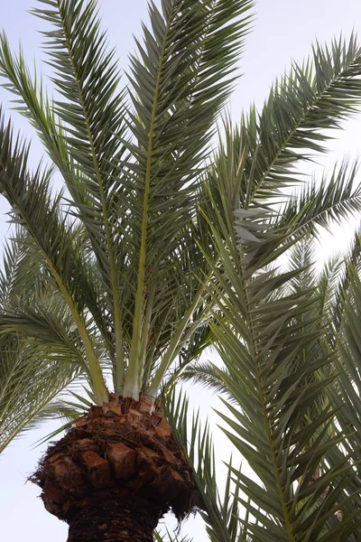 Folhas Palmeira Flora Verde — Fotografia de Stock