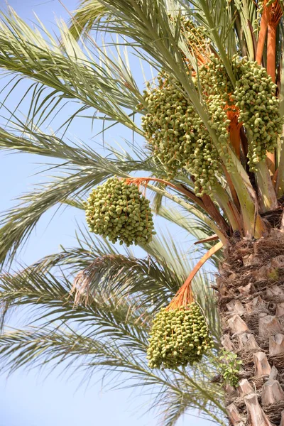 Dates Sur Palmier Dattier Costa Blanca Espagne — Photo