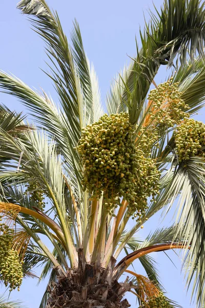 Dates Sur Palmier Dattier Costa Blanca Espagne — Photo