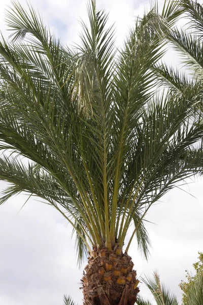 Palm Tree Leaves Green Flora — Stock Photo, Image