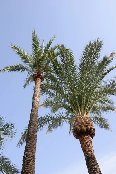 Liście Palmy Zielona Flora — Zdjęcie stockowe