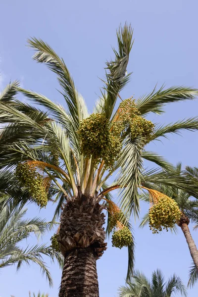 Fechas Palmera Datilera Costa Blanca España —  Fotos de Stock