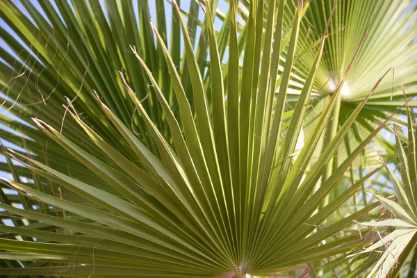 Palmblad Grön Flora — Stockfoto