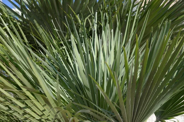 Palmblad Grön Flora — Stockfoto