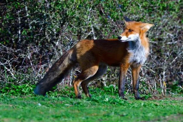 Renard Roux Chassant Sur Une Prairie — Photo