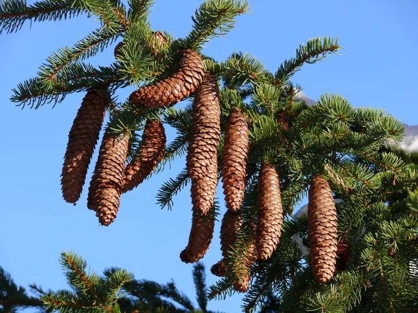 Mooi Botanisch Schot Natuurlijk Behang — Stockfoto