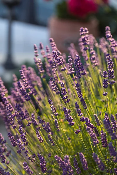 Fiori Lavanda Fiore Provenza Vicino Sault Francia — Foto Stock