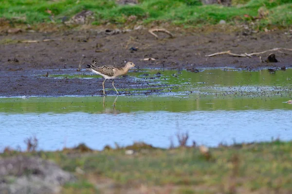 Ruff Calidris Pugnax — Fotografia de Stock