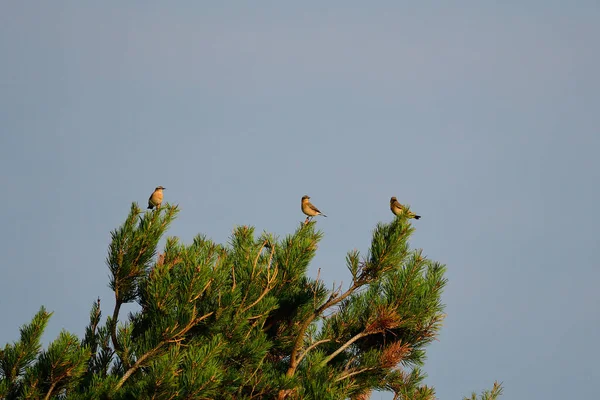 Severní Wheatear Rodina Hledá Jídlo Švédsku — Stock fotografie