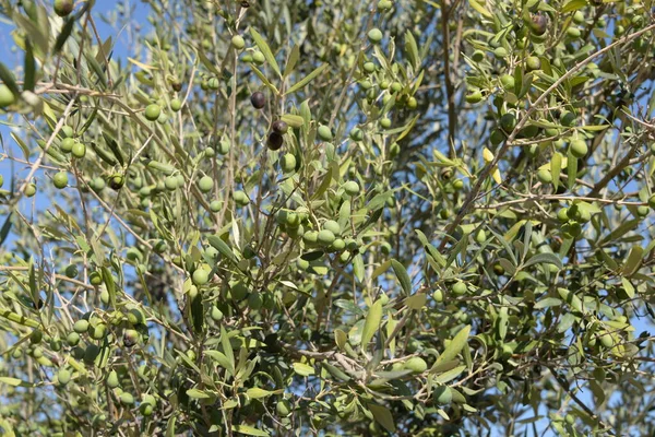 Oliven Auf Olivenbäumen Costa Blanca Spanien — Stockfoto