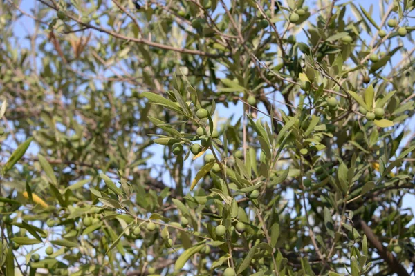 Olijven Olijfboom Costa Blanca Spanje — Stockfoto