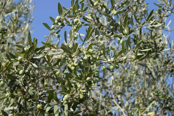 Zeytin Ağacında Zeytin Costa Blanca Spanya — Stok fotoğraf