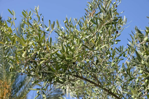 Zeytin Ağacında Zeytin Costa Blanca Spanya — Stok fotoğraf