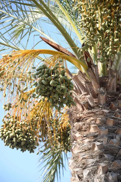 Fechas Palmera Datilera Costa Blanca España — Foto de Stock