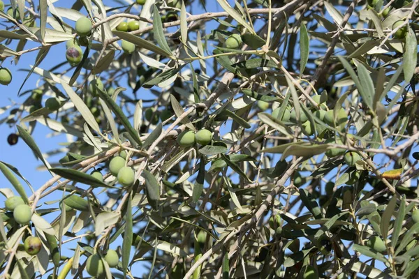 Zeytin Ağacında Zeytin Costa Blanca Spanya — Stok fotoğraf
