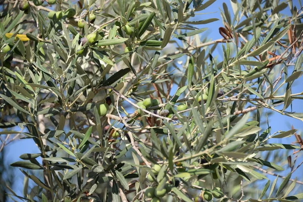 Zeytin Ağacında Zeytin Costa Blanca Spanya — Stok fotoğraf